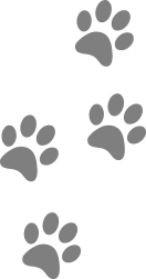 Animal footprints